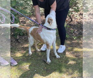 Rosalyn - Female Mutt Dog for Adoption - Photo #8