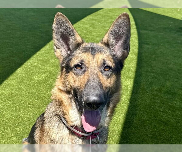Medium Photo #3 German Shepherd Dog Puppy For Sale in Martinez, CA, USA
