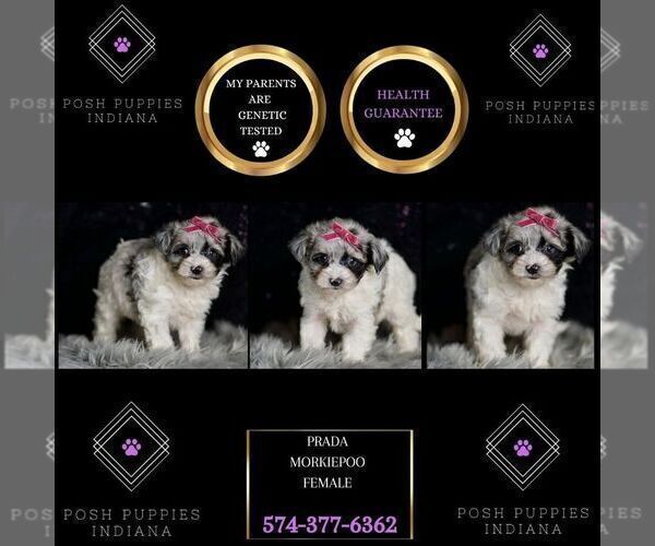 Medium Photo #69 Morkie Puppy For Sale in WARSAW, IN, USA
