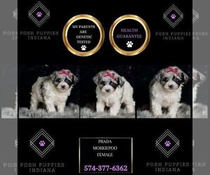 Medium Morkie