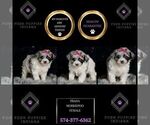 Puppy Prada Morkie