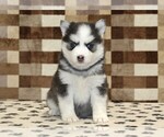 Small #2 Pomsky