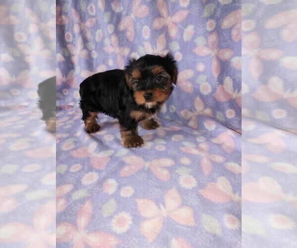 Medium Photo #6 Yorkshire Terrier Puppy For Sale in LAPEER, MI, USA