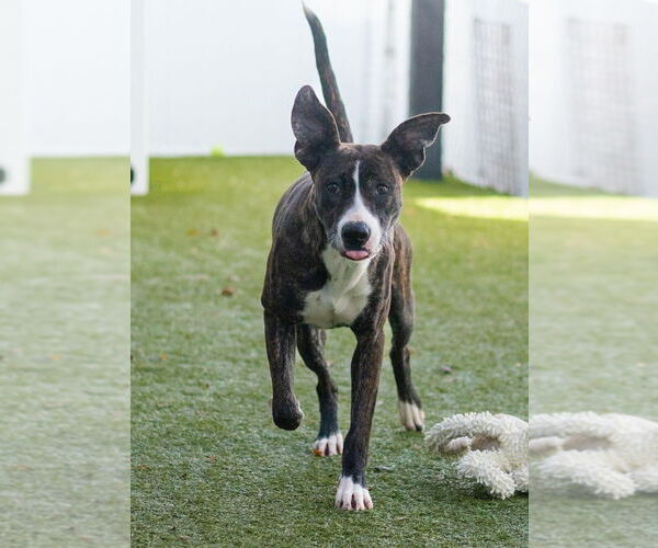 Medium Photo #3 Retriever -Unknown Mix Puppy For Sale in Canton, CT, USA