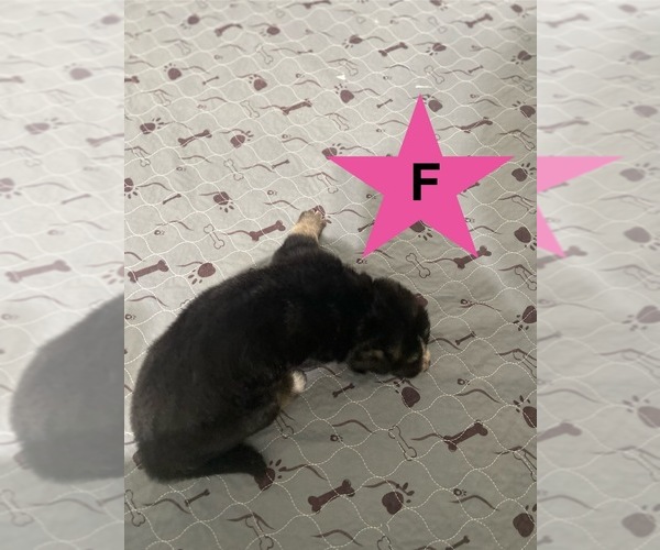 Medium Photo #3 German Shepherd Dog Puppy For Sale in ALACHUA, FL, USA
