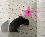 Small #2 German Shepherd Dog
