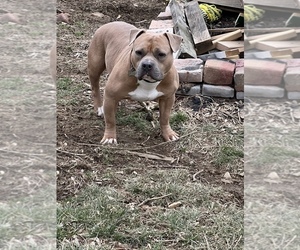 Father of the American Bully puppies born on 01/14/2023