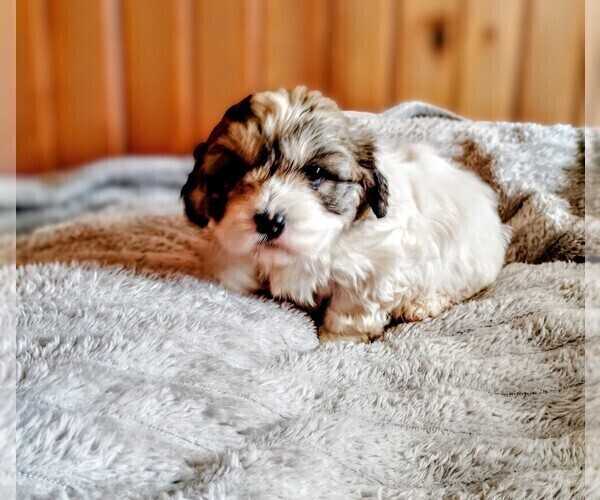 Medium Photo #2 Cock-A-Tzu Puppy For Sale in WOBURN, MA, USA