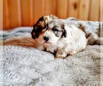 Shihtzu mix - Male Cock-A-Tzu Puppy for Sale - Photo #2