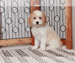 Cavapoo Puppy for sale in NAPLES, FL, USA