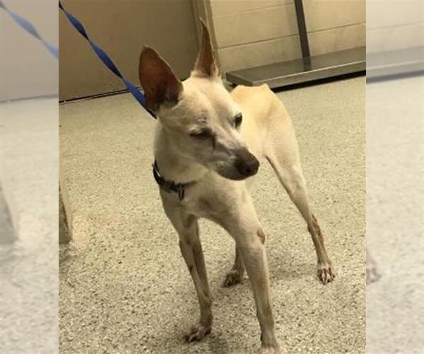 Medium Photo #1 Chihuahua-Unknown Mix Puppy For Sale in Conroe, TX, USA