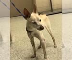 Small Chihuahua Mix