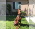 Small Photo #25 Doberman Pinscher Puppy For Sale in PALMDALE, CA, USA