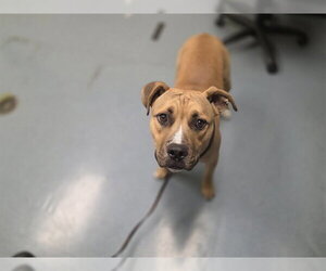 Bull Terrier-Staffordshire Bull Terrier Mix Dogs for adoption in Denver, CO, USA