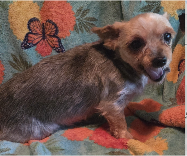 Medium Photo #3 Mutt Puppy For Sale in Decatur, GA, USA