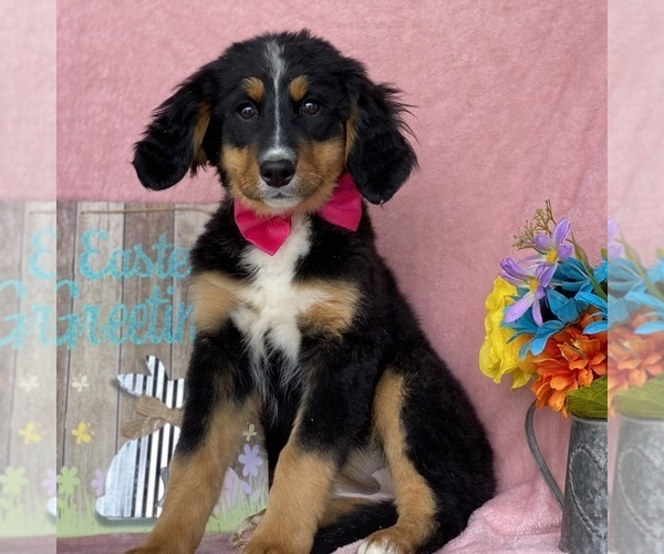 Medium Photo #3 Bernese Mountain Dog Puppy For Sale in LANCASTER, PA, USA