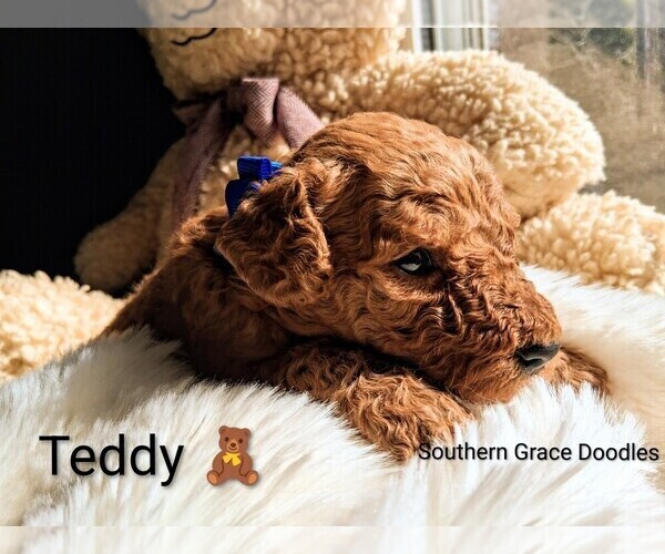 Medium Photo #10 Goldendoodle (Miniature) Puppy For Sale in GASTONIA, NC, USA