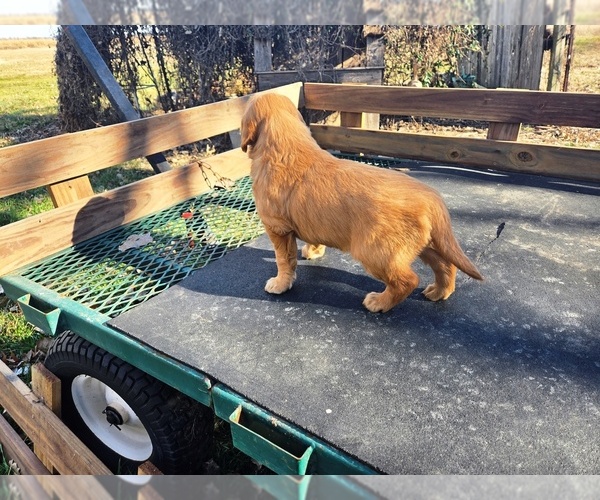 Medium Photo #5 Golden Retriever Puppy For Sale in LEON, KS, USA