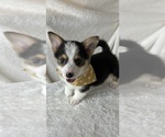 Small #3 Pembroke Welsh Corgi