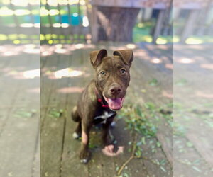 Mutt Dogs for adoption in Sandy, UT, USA