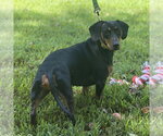Small #3 Dachshund