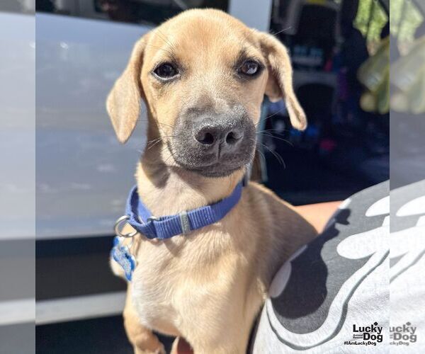 Medium Photo #5 Chihuahua-Unknown Mix Puppy For Sale in Washington, DC, USA