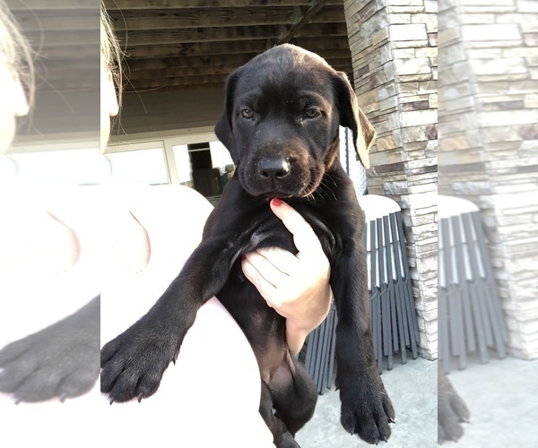 Medium Photo #6 Mastador Puppy For Sale in MONTGOMERY, IN, USA