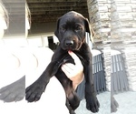 Small Photo #6 Mastador Puppy For Sale in MONTGOMERY, IN, USA
