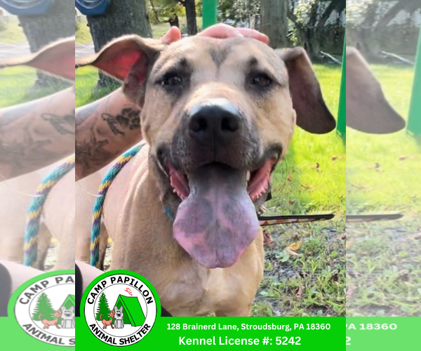 Medium Photo #2 Black Mouth Cur-Unknown Mix Puppy For Sale in Stroudsburg, PA, USA