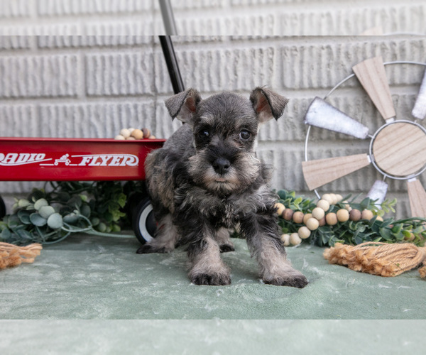 Medium Photo #14 Schnauzer (Miniature) Puppy For Sale in BALTIC, OH, USA