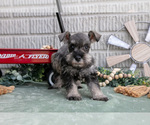 Puppy Missy Schnauzer (Miniature)