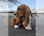 Small Photo #57 Basset Hound Puppy For Sale in GREENLEAF, WI, USA