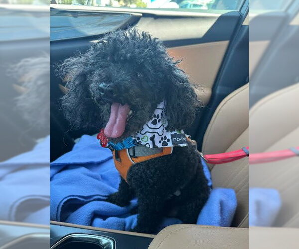 Medium Photo #1 Poodle (Miniature) Puppy For Sale in San Diego, CA, USA