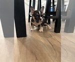 Small #3 French Bulldog