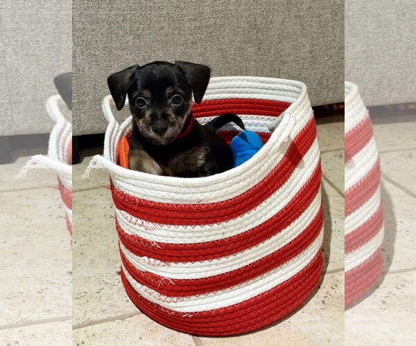 Medium Photo #3 Mutt Puppy For Sale in Plainfield, IL, USA