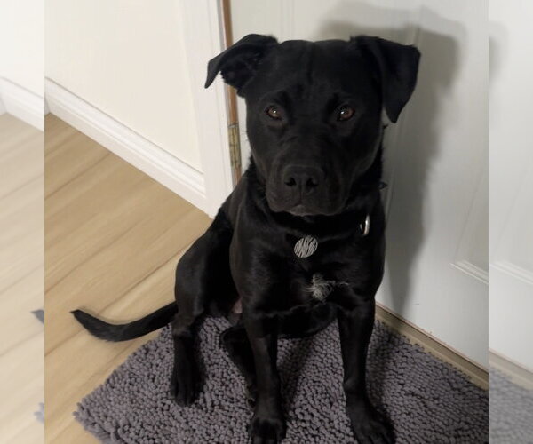 Medium Photo #18 Mutt Puppy For Sale in Fargo, ND, USA