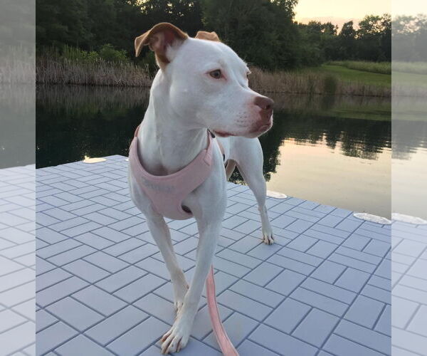 Medium Photo #13 American Pit Bull Terrier-Unknown Mix Puppy For Sale in Germantown, OH, USA