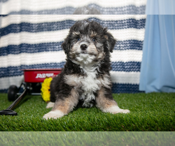 Medium Photo #8 Aussiedoodle Miniature  Puppy For Sale in CLARE, MI, USA