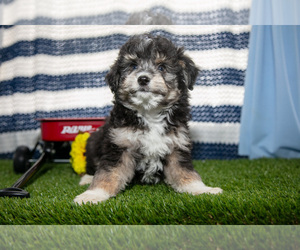 Medium Aussiedoodle Miniature 