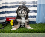 Puppy Scooter Aussiedoodle Miniature