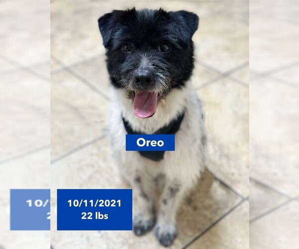 Medium Photo #4 Mutt Puppy For Sale in West Hollywood, CA, USA