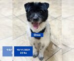 Small #3 Mutt