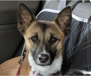 Mutt Dogs for adoption in San Ramon, CA, USA