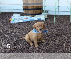 Golden Retriever Puppy for sale in EMMETT, ID, USA