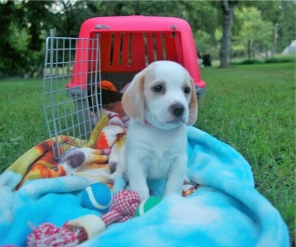 Medium Photo #4 Beagle Puppy For Sale in STOKESDALE, NC, USA