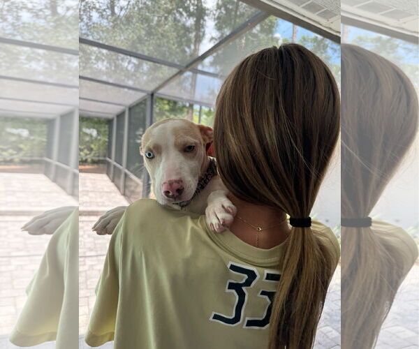 Medium Photo #17 Catahoula Leopard Dog-Unknown Mix Puppy For Sale in Sanford, FL, USA
