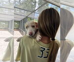 Small #16 Catahoula Leopard Dog Mix