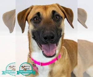 Mutt Dogs for adoption in Kennesaw, GA, USA