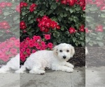 Small #6 Lhasa-Coton