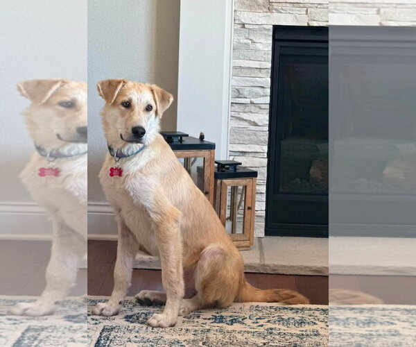 Medium Photo #5 Collie-Labrador Retriever Mix Puppy For Sale in Grafton, WI, USA
